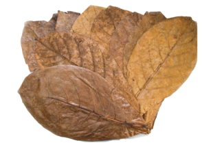탄토라 알몬드 잎 대형(18~30cm) 10장