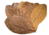 탄토라 알몬드 잎 중형(13~18cm) 10장